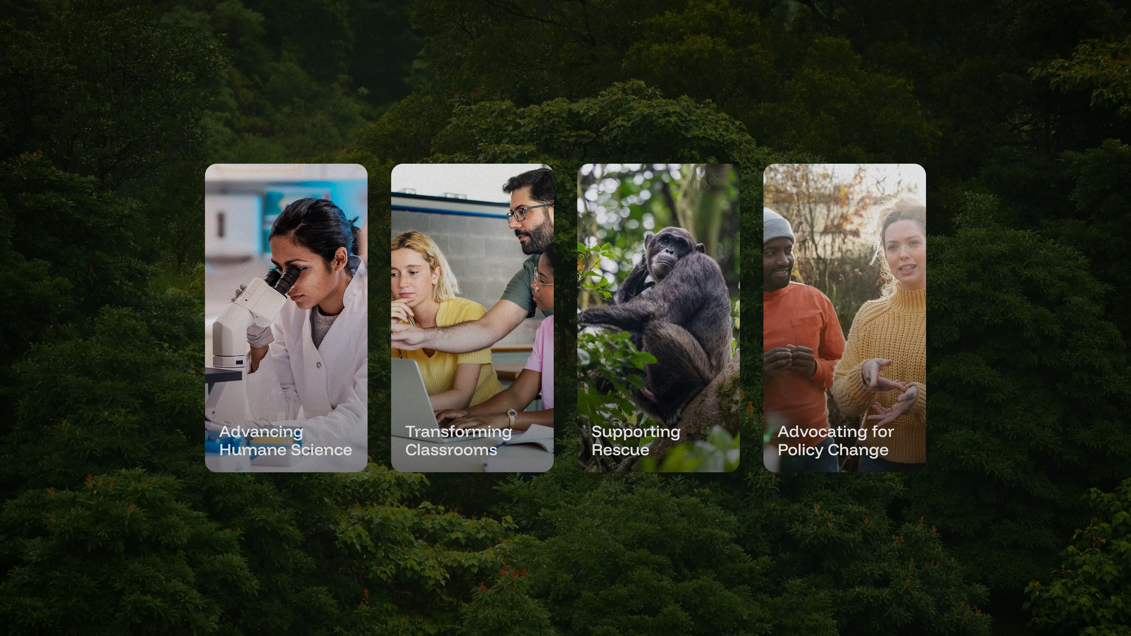 Cards of NAVS focus areas: Science, Classrooms, Rescues, Policy