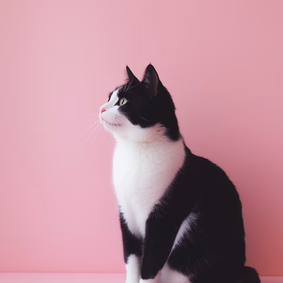 A black and white cat sits calmly against a vibrant pink background, showcasing its distinct fur patterns.