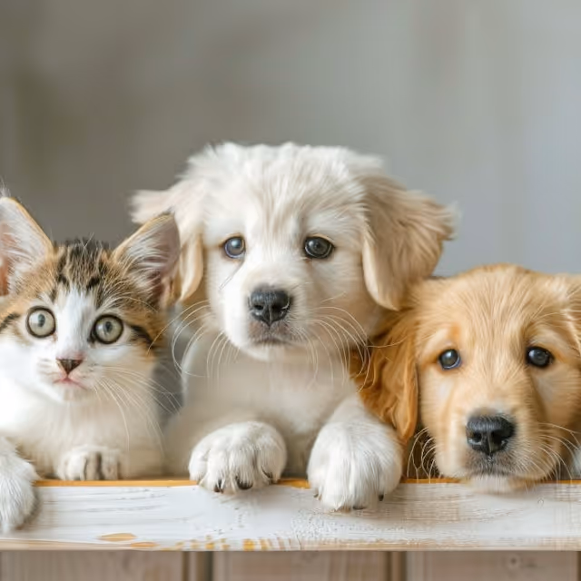 A trio of dogs and a cat are perched on a wooden table, showcasing a charming and friendly gathering.