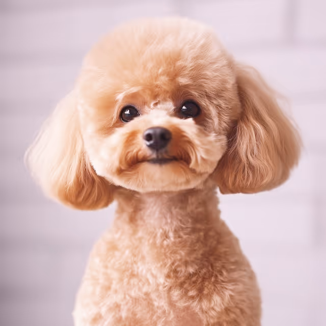 A cheerful poodle dog smiling broadly, showcasing its playful and friendly demeanor.