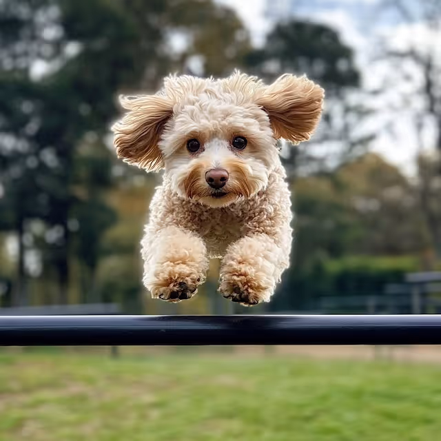 A small dog energetically jumps over a bar in a park, demonstrating its enthusiasm and athleticism.