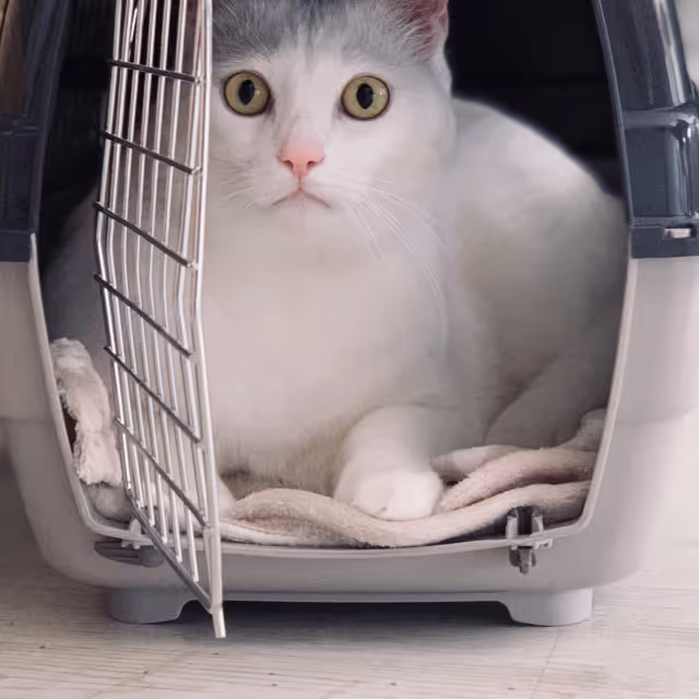 A white cat is sitting calmly inside a pet carrier, looking out with curious eyes.