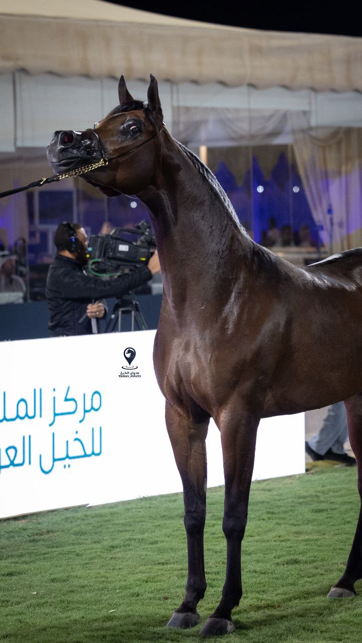 Sandy Al Qaryan