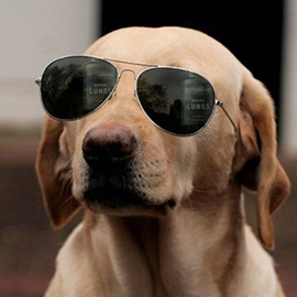The Crypto Dog