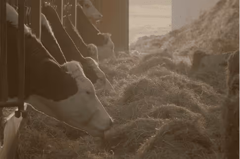 Les producteurs