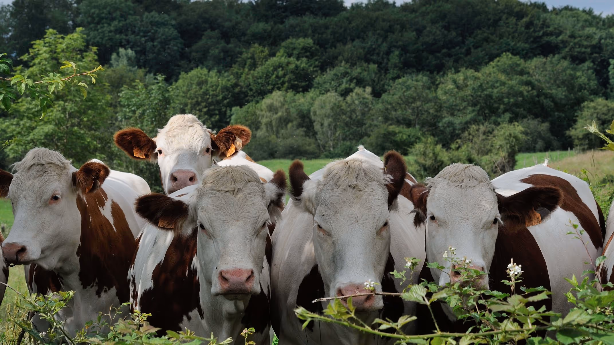 Les producteurs