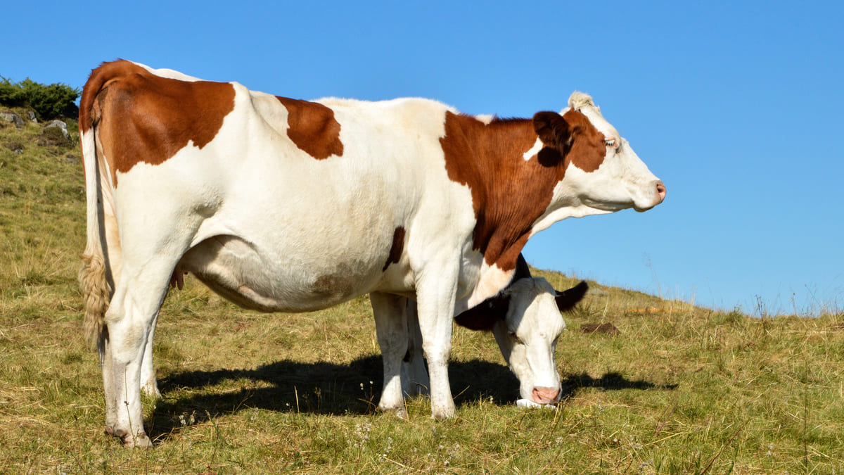 vache montbéliarde robe rouge et blanche
