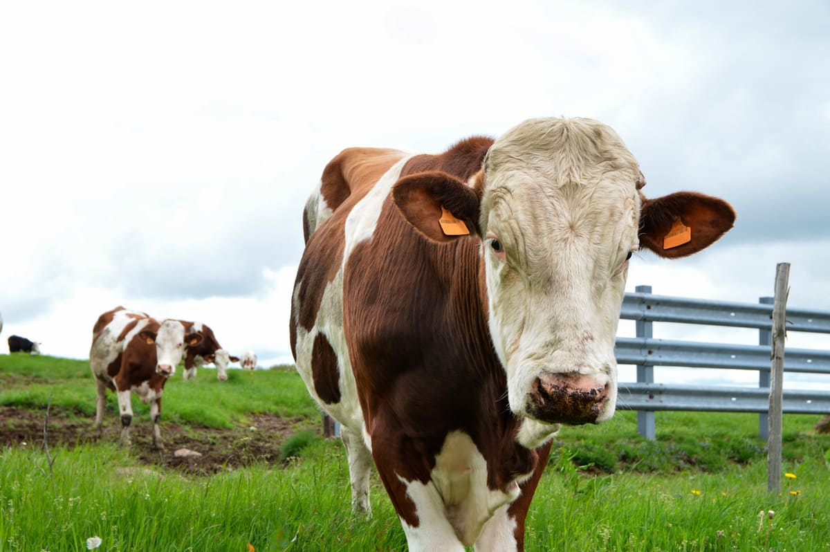 éleveur dans une ferme du Haut-Doubs