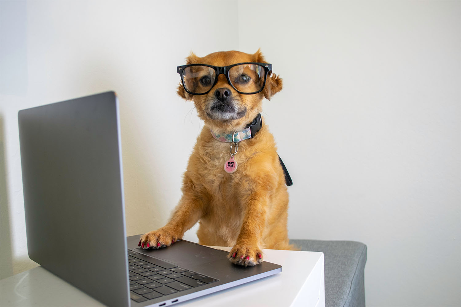 A dog sitting at a desk wearing glasses with his paws on a laptop.