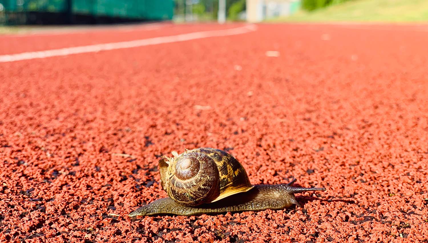 A snail crawling over a racetrack