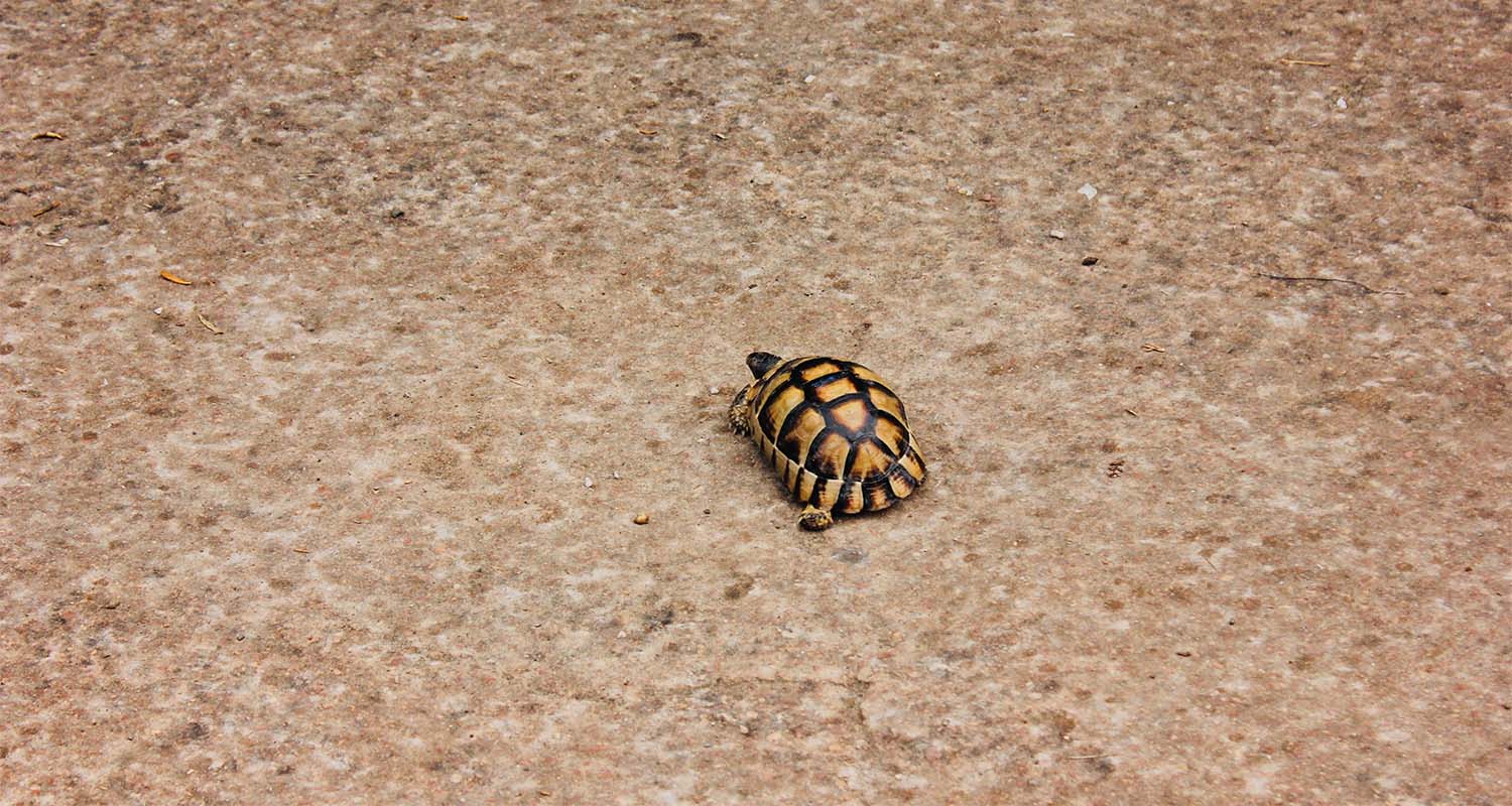 A small turtle crawling over sand
