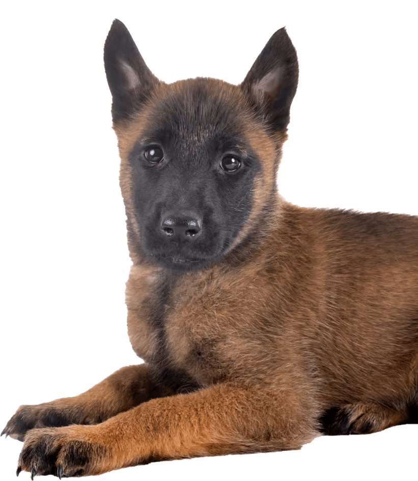 Chien en séance d’éducation comportementale avec Just Animal à Bordeaux – rééducation, obéissance et relation de confiance avec l’éducateur canin