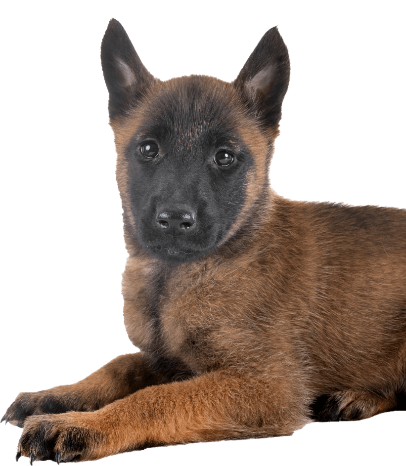 Chien en séance d’éducation comportementale avec Just Animal à Bordeaux – rééducation, obéissance et relation de confiance avec l’éducateur canin