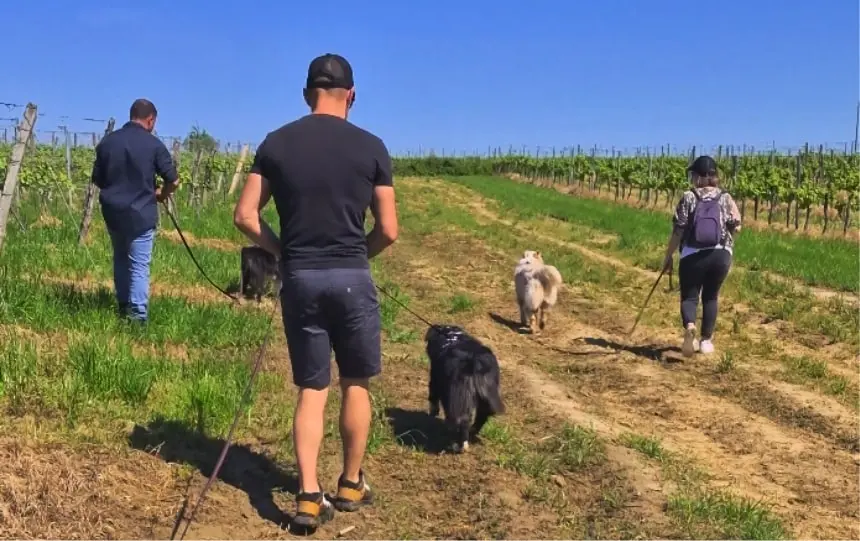 Balade collective avec plusieurs chiens en région bordelaise / gironde. Une balade pour chien dans les vignes proches de Lormont, Pessac et mérignac