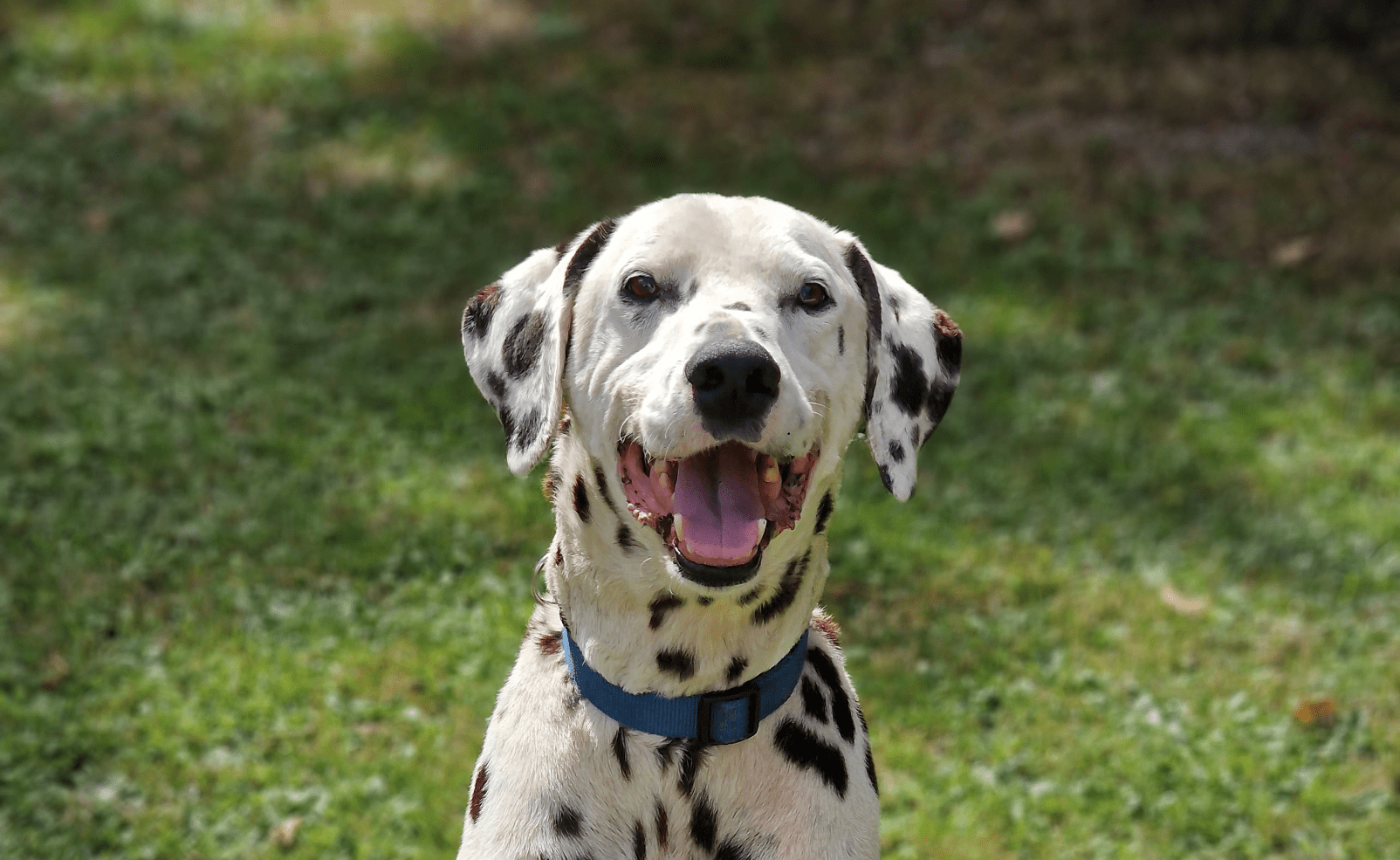 Portrait photo d’un chien appartenant à un éducateur canin présent sur Bordeaux