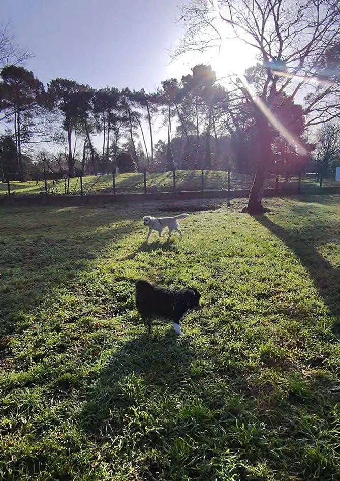 Photo d'une séance entre plusieurs chiens qui se rencontrent sur le terrain d'éducateur canin à Pessac lors d'une séance collective