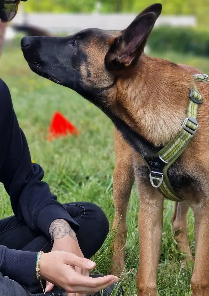 Photo de l’éducation et du comportement d'un malinois berger belge par un éducateur canin. 