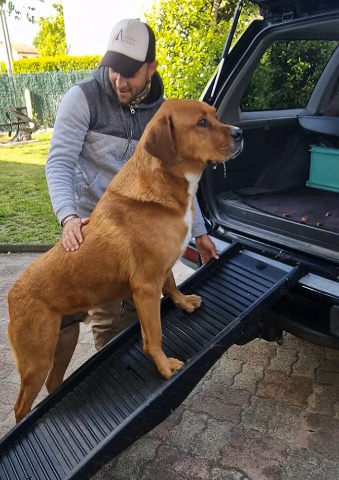 Photo d'un chien qui a du mal a monter en voiture par un educateur Canin à Bordeaux 
