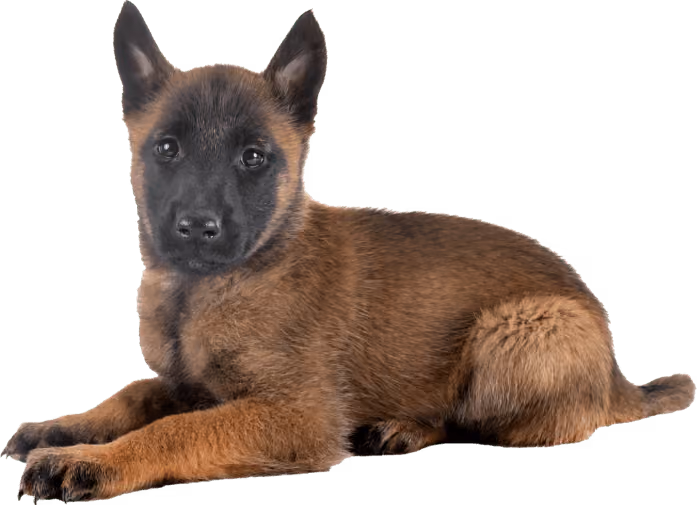 Photo d'un malinois à bordeaux suivi par un educateur canin de Just animal