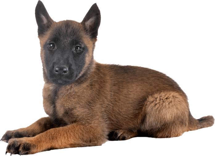 Photo d'un malinois à bordeaux suivi par un educateur canin de Just animal