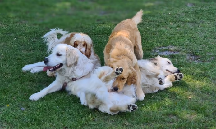 Chien qui joue sous la supervision d'educateur canin à Bruges proche de Bordeaux