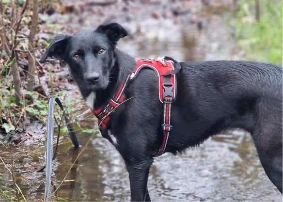 Chien en balade avec des educateurs canins proche de bordeaux en foret