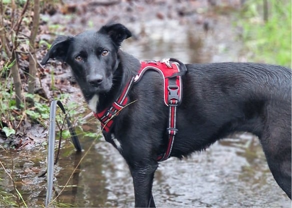 Chien en balade avec des educateurs canins proche de bordeaux en foret