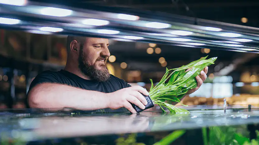 Man with a beard holding a green aquatic plant inside a large aquarium tank in a store.
