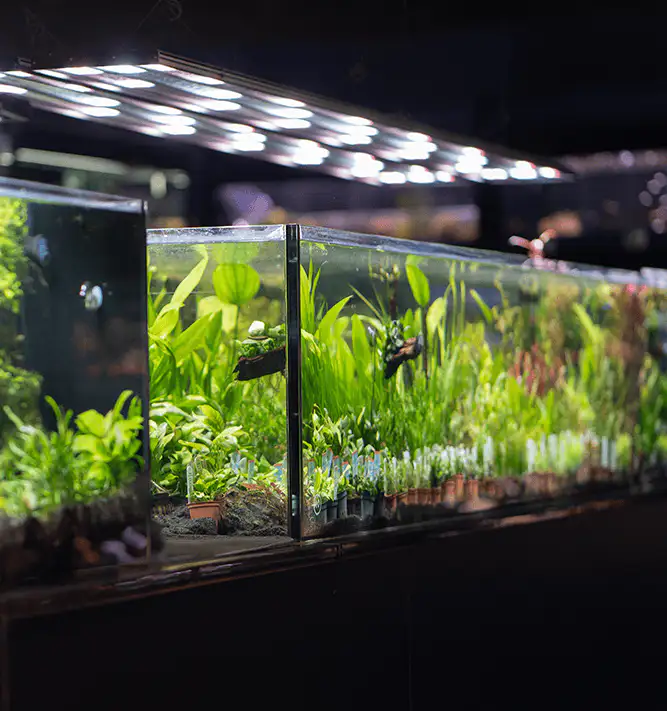 Aquarium tanks filled with various green aquatic plants under bright LED lighting.