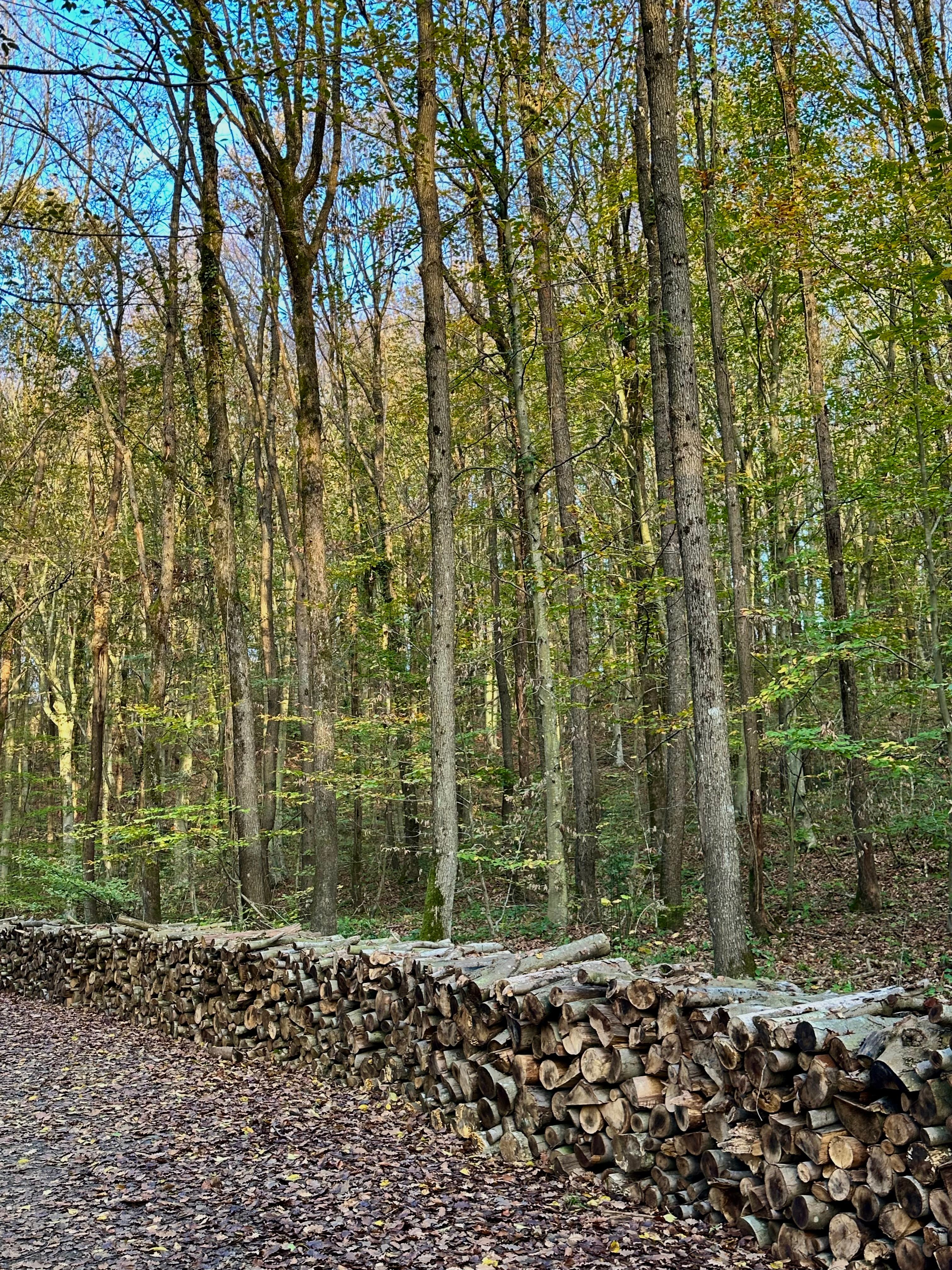 Stères de bois empilés en lisière d'une forêt de feuillus, revenus forestiers imposés d'un GFI