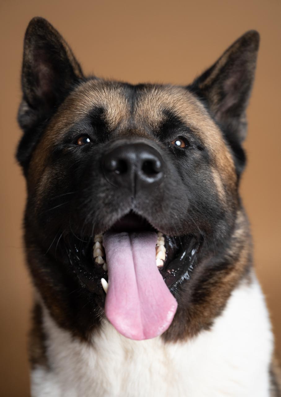 Pet photo session in Dieppe