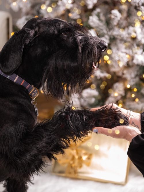 Pet photo session in Dieppe