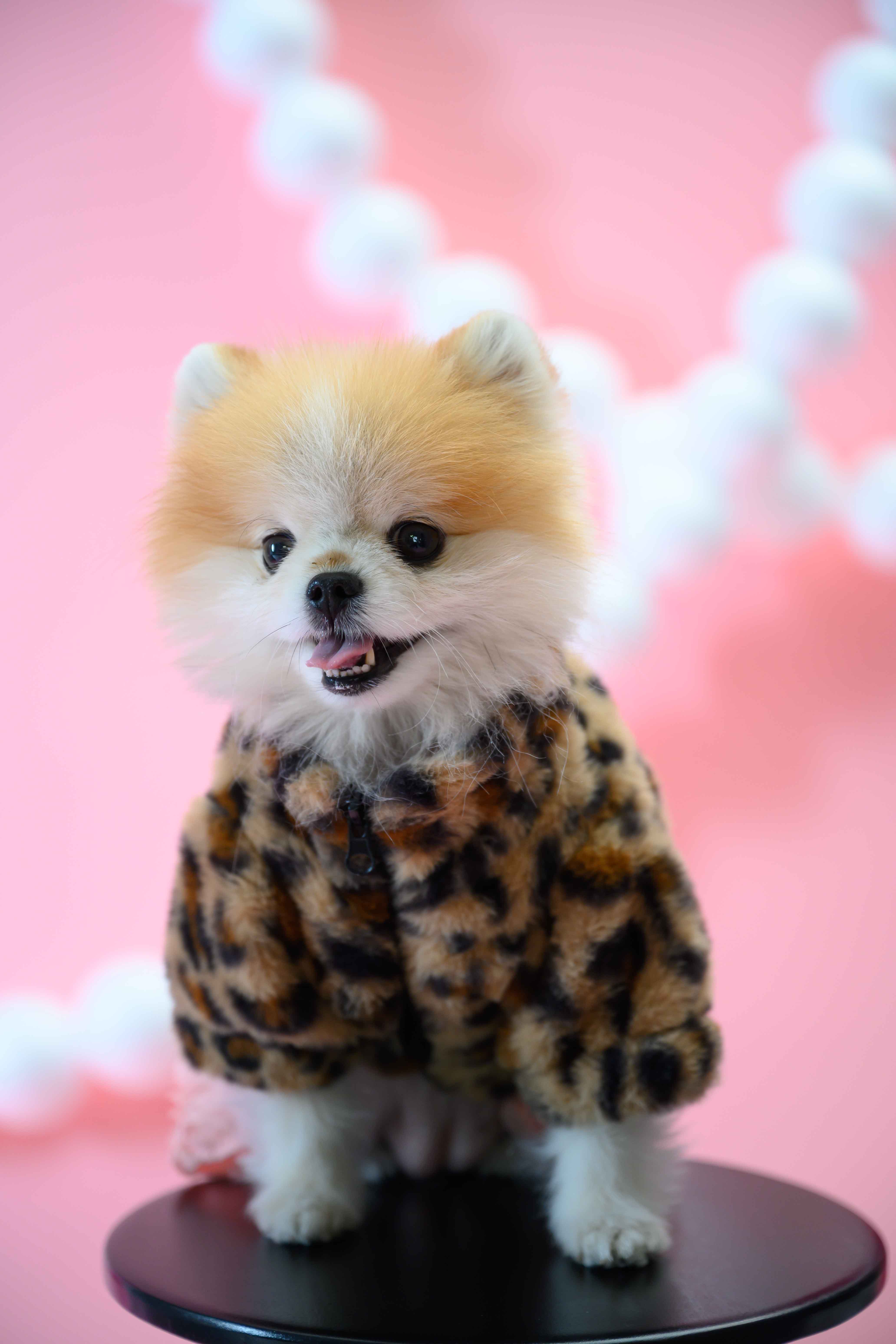 Pet photo session with professional photographer