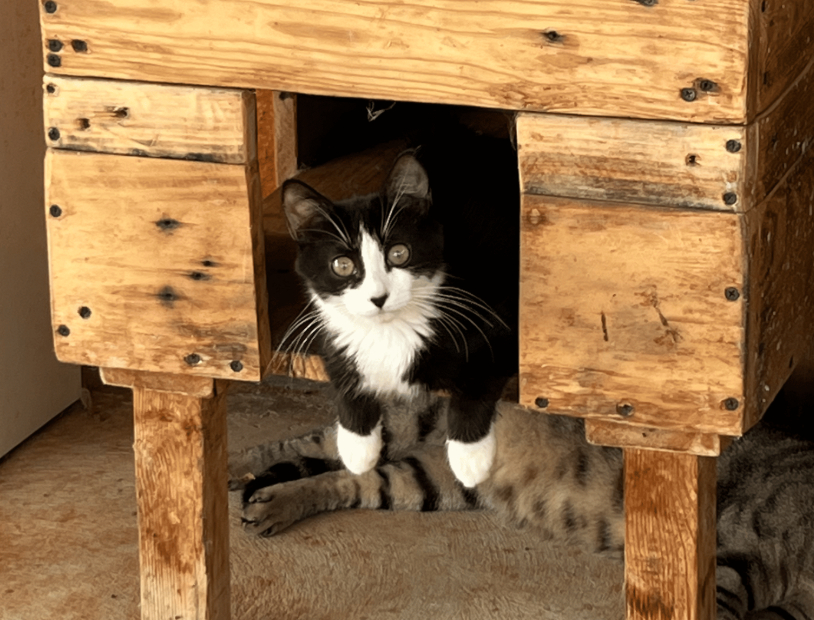 Cats enjoying a safe outdoor sanctuary