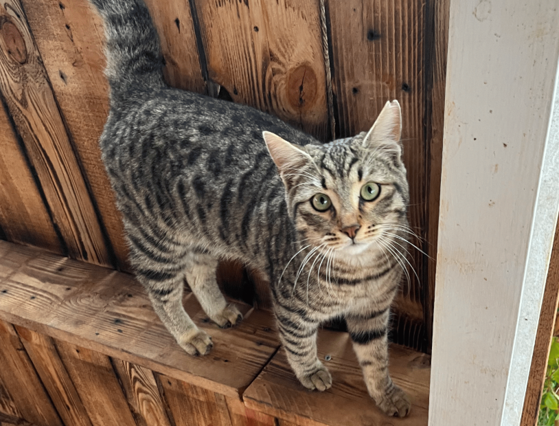 Cat sitting on a wooden fence overlooking nature
