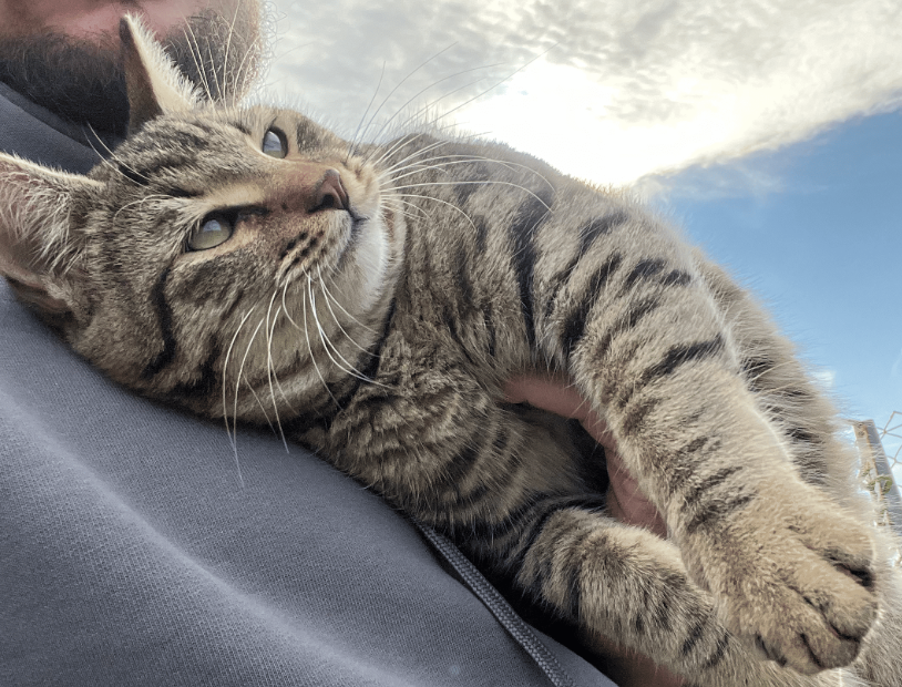 Rescued cats relaxing in the sunshine at Back to Earth