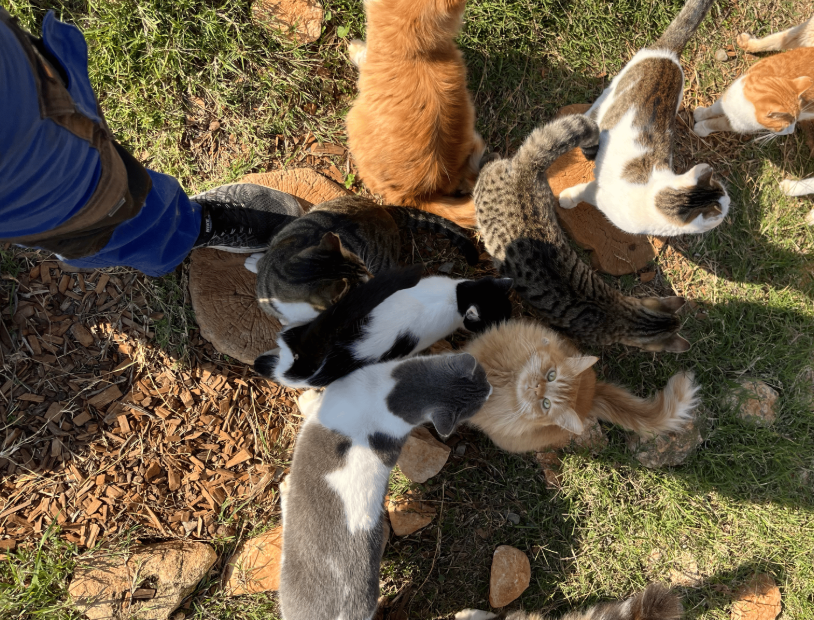 Playful kittens chasing each other in the grass