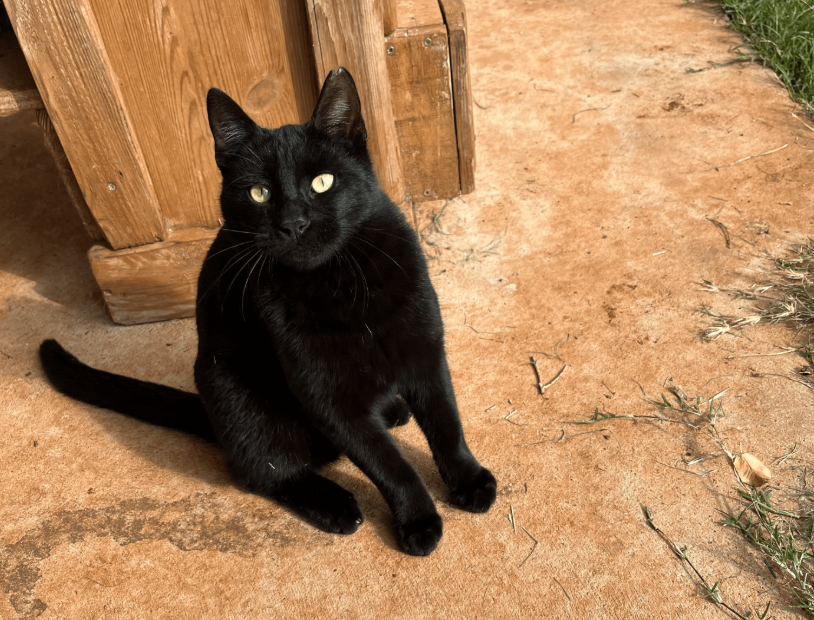 Rescued cat stretching in the morning sun at the shelter