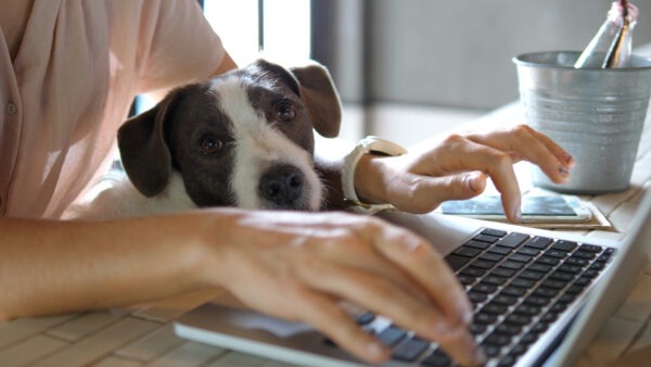 Remote work setup at home – IT Hawaii supporting secure work-from-home solutions with cloud and IT infrastructure