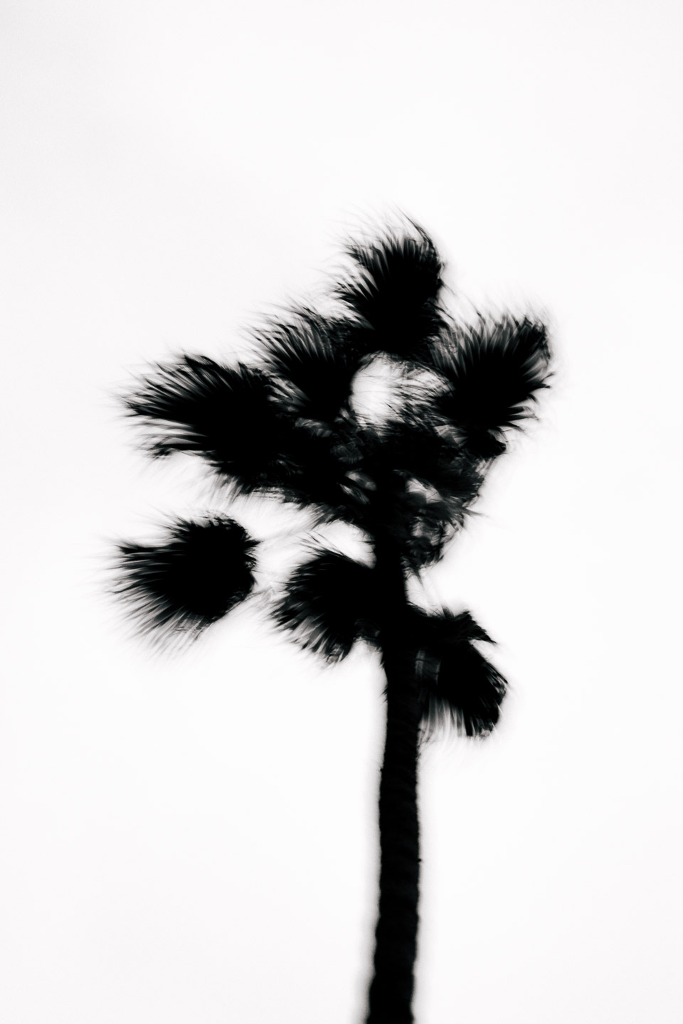 Palm tree blowing in wind