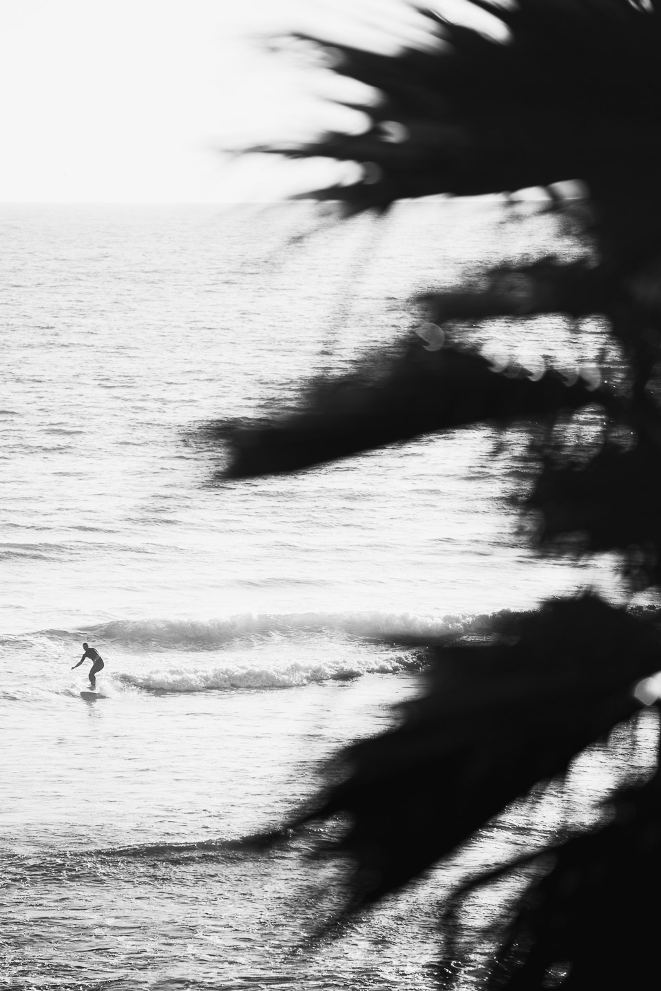 Surfer and Palm tree in California