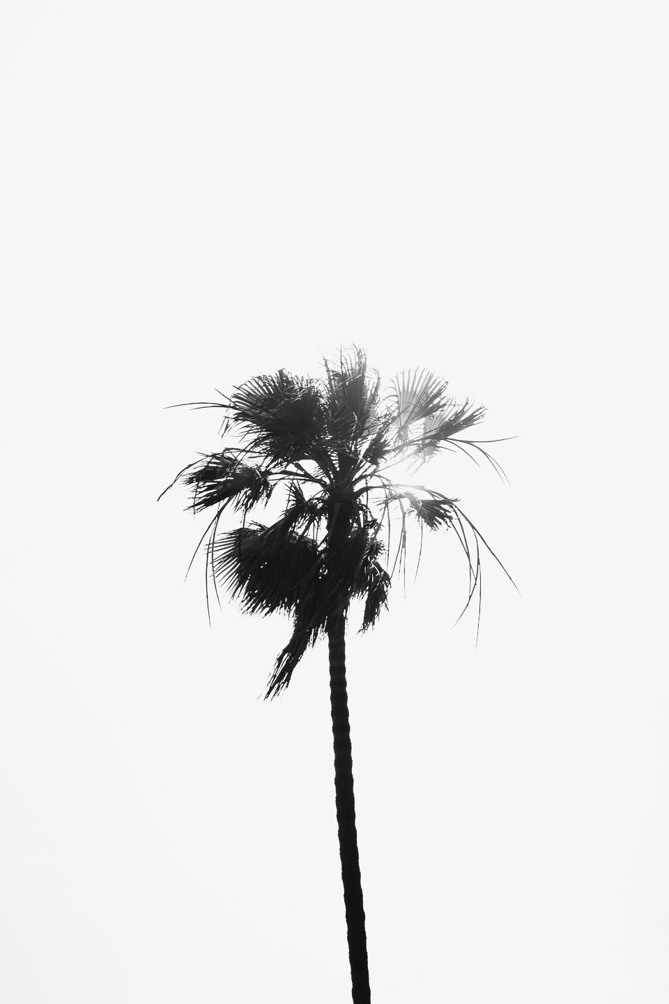 Palm tree