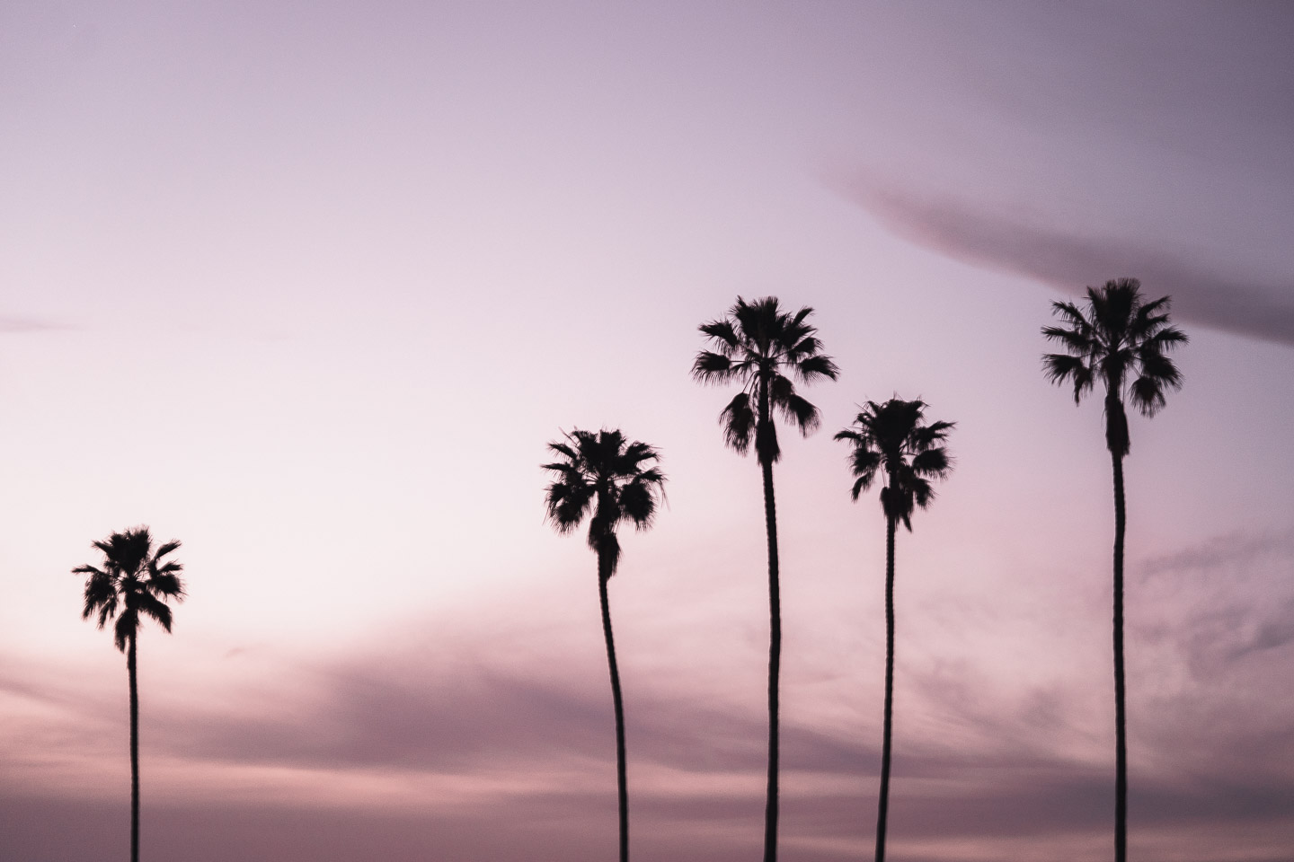 Five palm trees at sunset in California