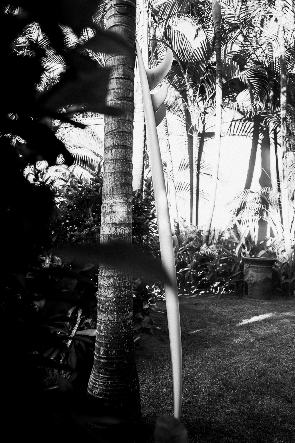 Surfboard leaning on a tree in Mexico