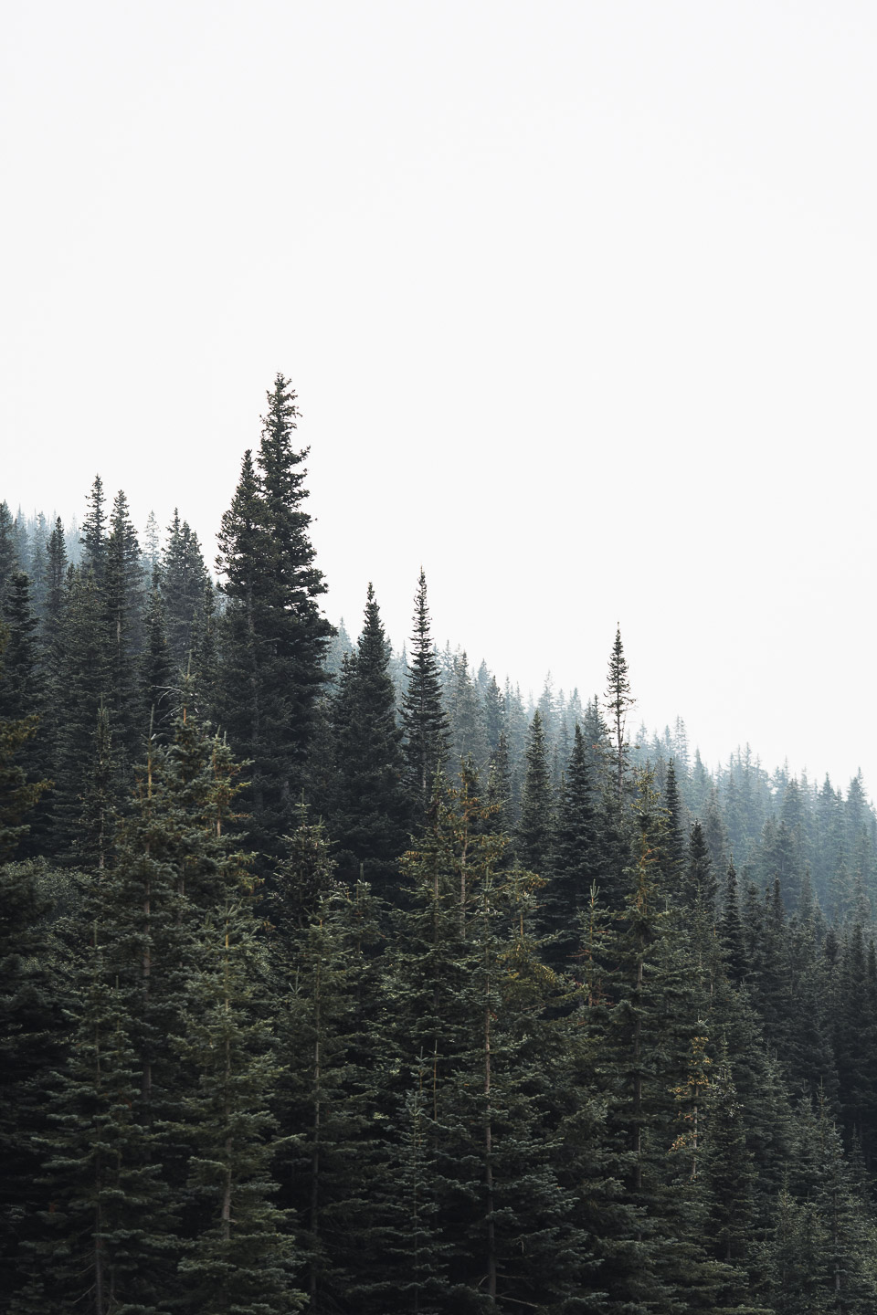Trees in Glacier National Park