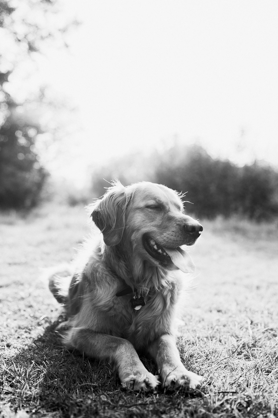 Dog lying in grass at sunset