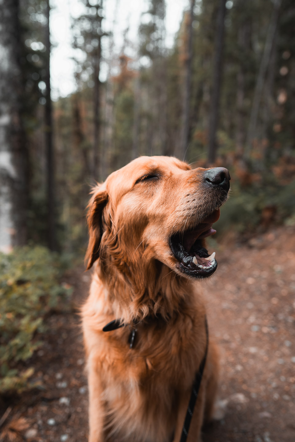Dog yawning in the forest