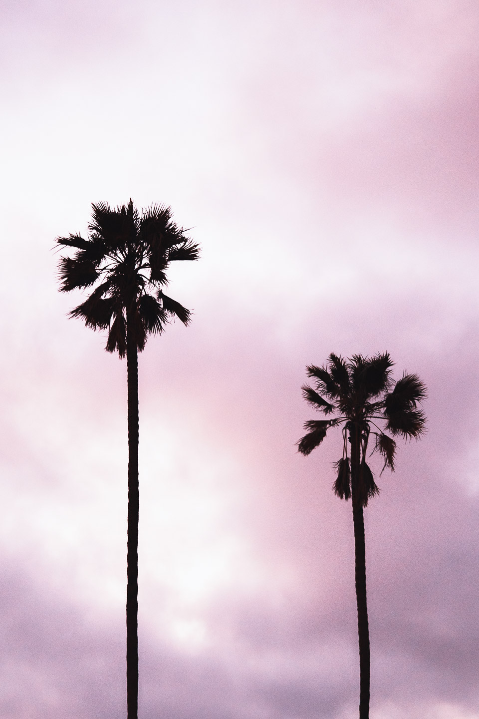 Two palm trees at sunset
