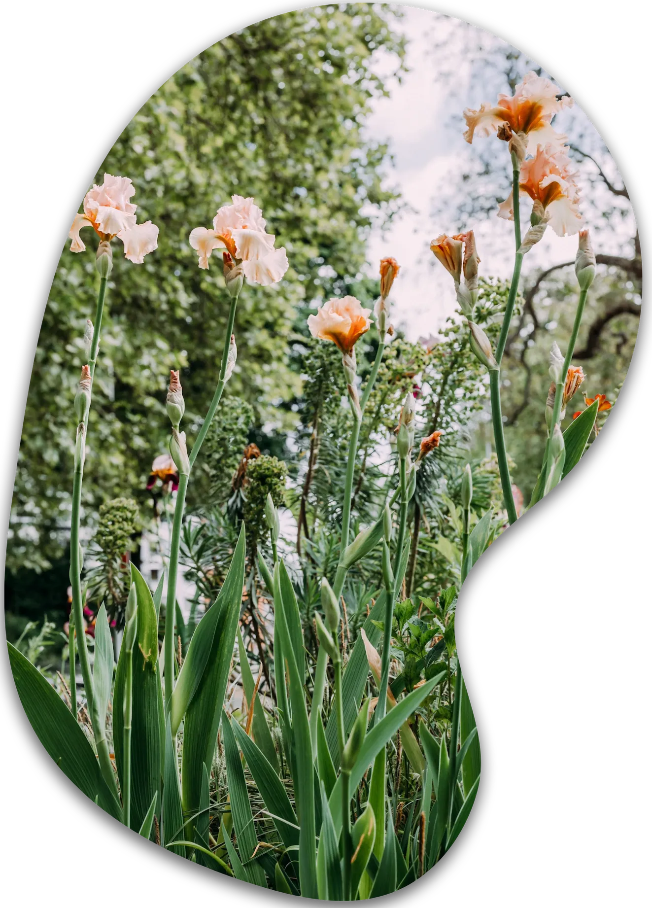 Flowers near the terrace of Wilde Weide
