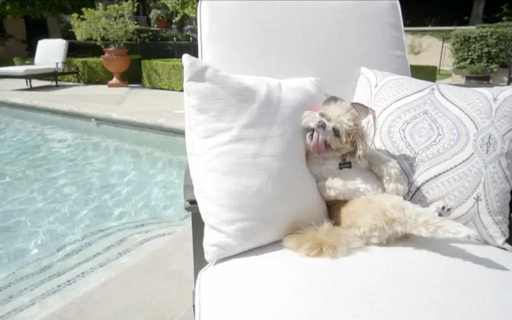 Airbnb – Airbnb Becomes Pet Friendly